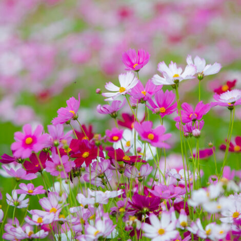 cosmosseashell1 1024x