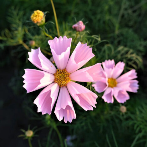 Cosmos Sea Shell Flower Seeds