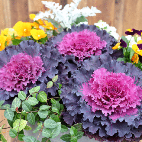 flowering cabbage 1 1024x