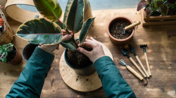 13 Hacks to Revive a Dying Plant Fast | Save Your Indoor Garden Today