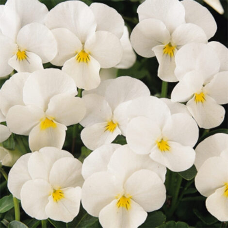 pensyfullwhite2 1024x