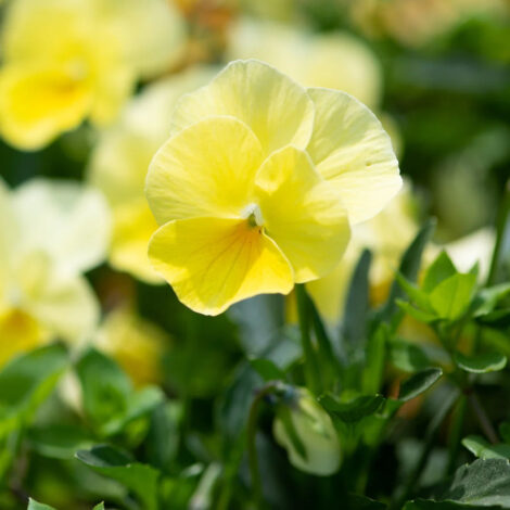 pensyfullyellow2 1024x