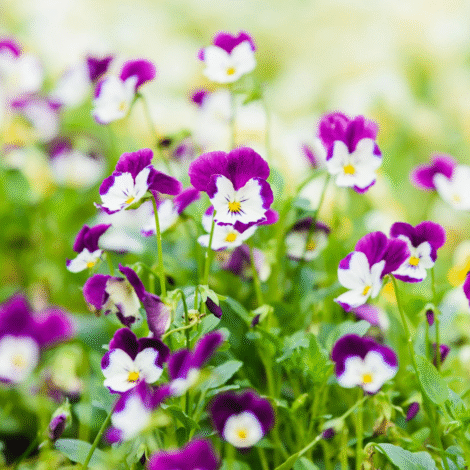 pensyviolajohnyjumpupdwarf 1024x