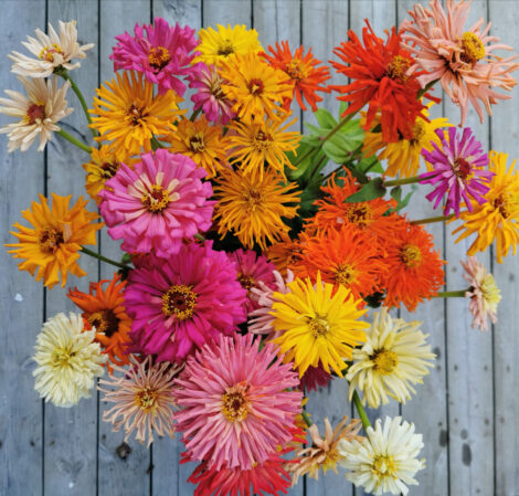 zinnia cactus flowered mix 2 1024x