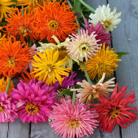 Spring & Summer Flower Seeds 15 Zinnia Super Cactus Mix Seeds
