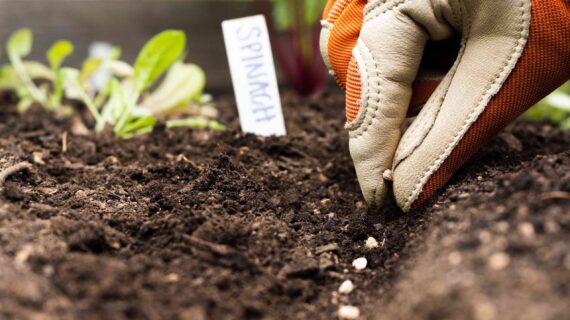 How to Grow Winter Flower Seeds in Pakistan: The Ultimate Beginner’s Guide