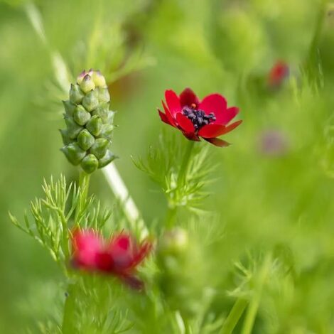 Adonis Pheasant Eye 1