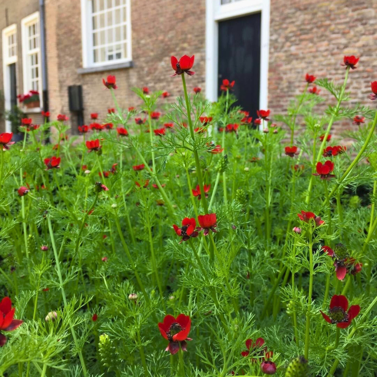 Adonis Pheasant Eye 3 Adonis Pheasant Eye 2