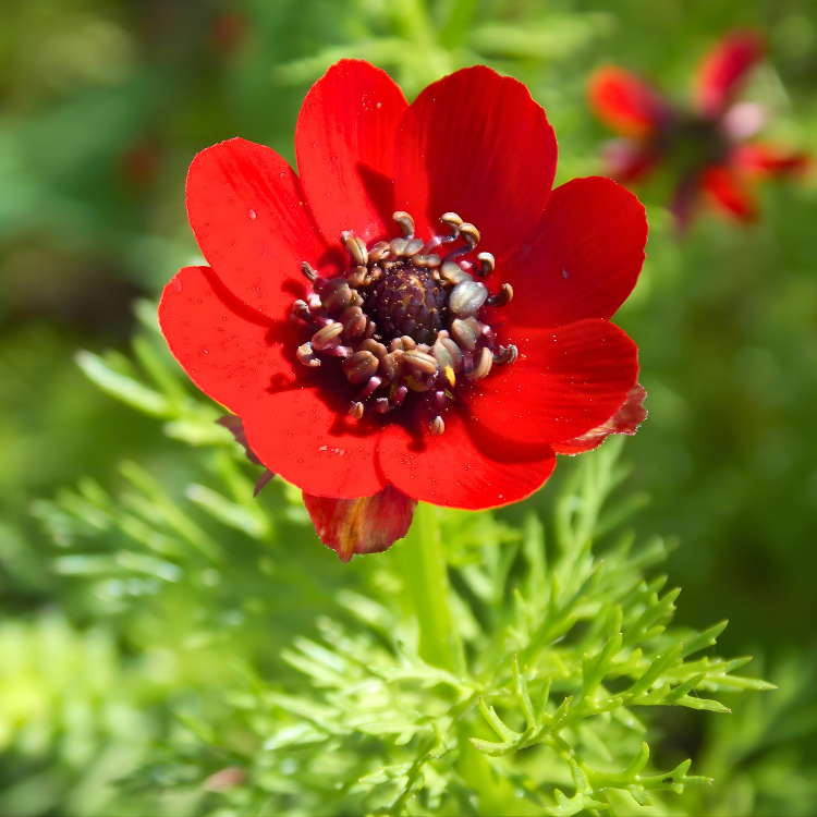 Adonis Pheasant Eye 1 Adonis Pheasant Eye