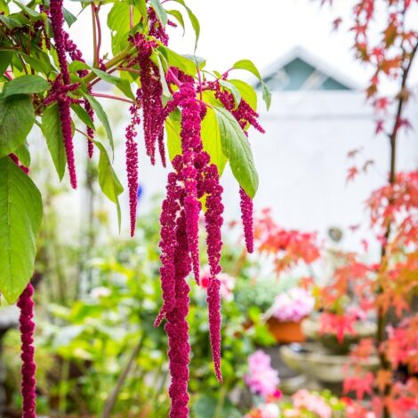 Amaranthus Love Lines (1)