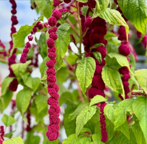 Amaranthus Love Lines 2