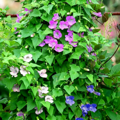 Asarina scandens formula mix