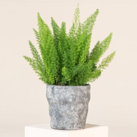 Asparagus densiflorus