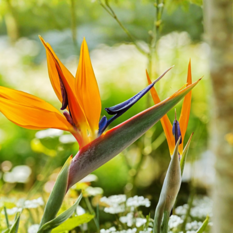 Bird of Paradise