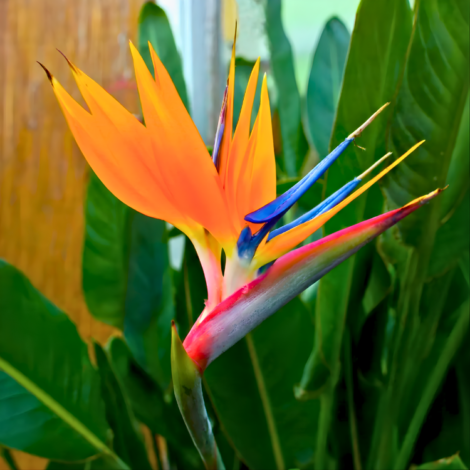 Bird of Paradise