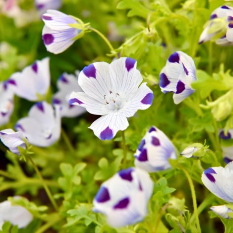 Five Spot (Nemophila) 1