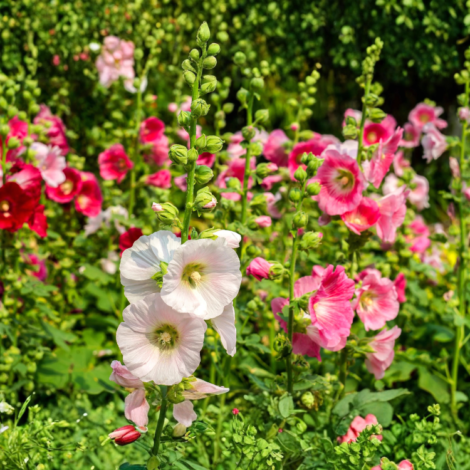 Hollyhock Summers Mix Seeds