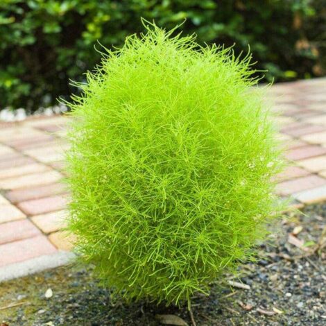 Kochia Bush Green