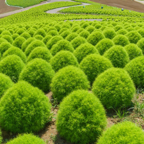 Kochia Bush Green
