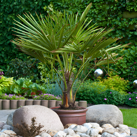 Mexican fan palm tree (1)