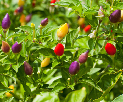 Ornamental Capsicum Alladin ogao.pk