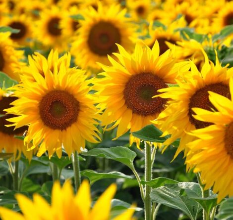 Sunflower Stripes Yellow Seeds