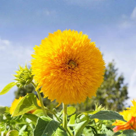 Sunflower Teddy Bear