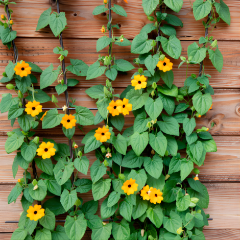 Thunbergia Black Eyed Susan Vine Seeds