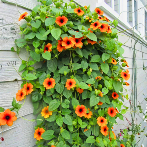 Thunbergia Black Eyed Susan Vine Seeds