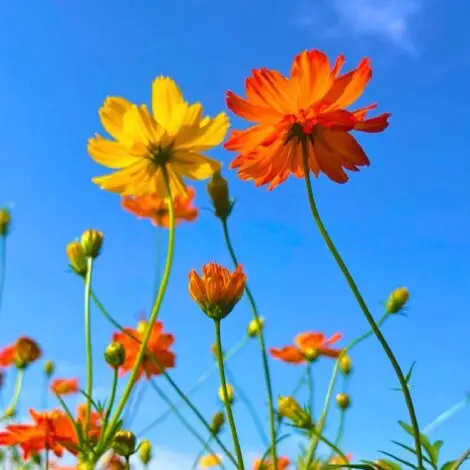 Cosmos Bright Lights