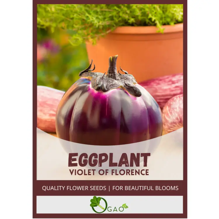 Violet Eggplant of Florence 1 Violet Eggplant of Florence