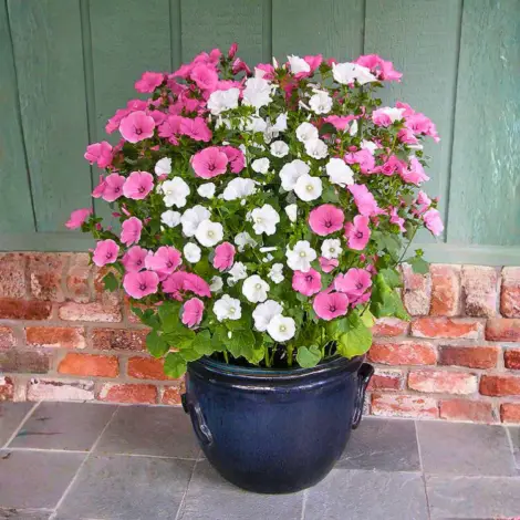 lavatera loveliness Flower Seeds