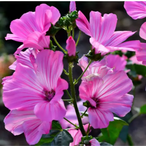 lavatera loveliness Flower Seeds