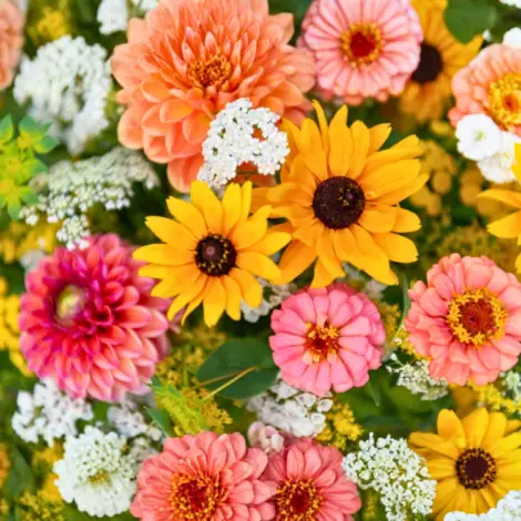 Ultimate Bloom Mix Flower Seeds