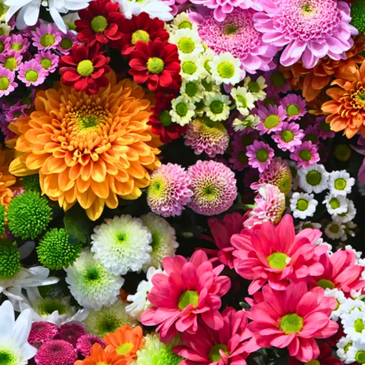 Ultimate Bloom Mix Flower Seeds - 500+ Multicolor Seeds 1 Ultimate Bloom Mix Flower Seeds