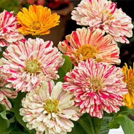 Zinnia Candy Stripes Seeds
