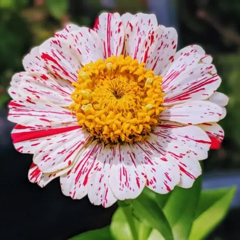Zinnia Candy Stripes
