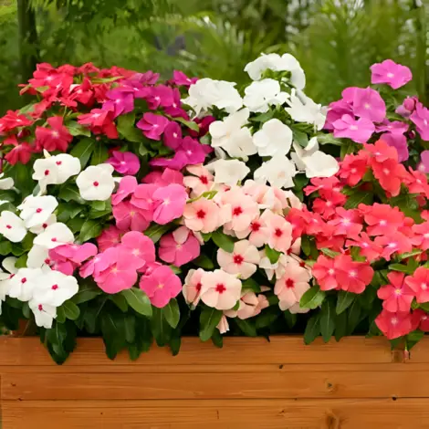 Vinca Tall Mix seeds