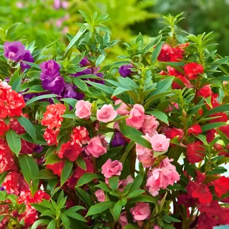 Impatiens Balsam Seeds