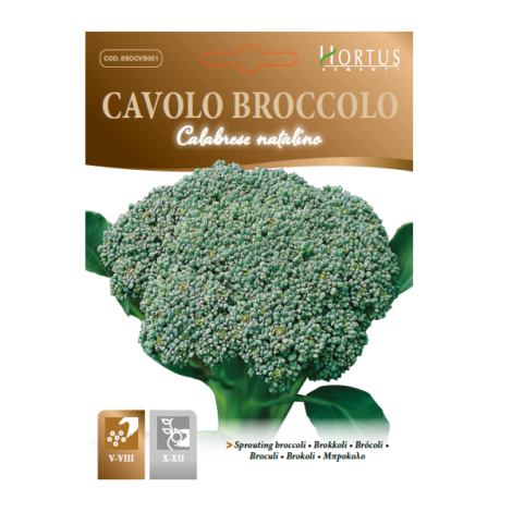 Cavolo-broccolo-calabrese-natalino