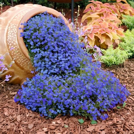 Lobelia pendula sapphire