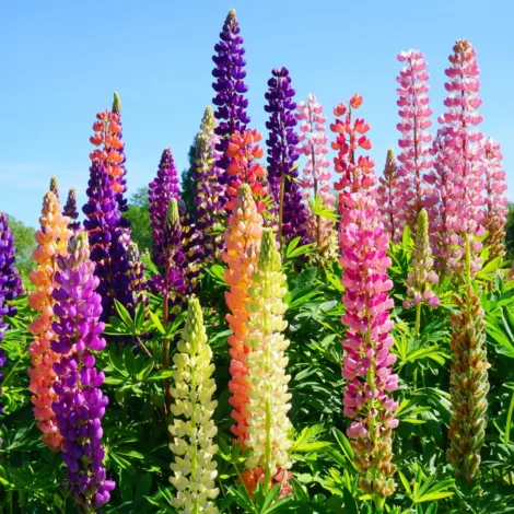 Lupinus Mixed flower seeds