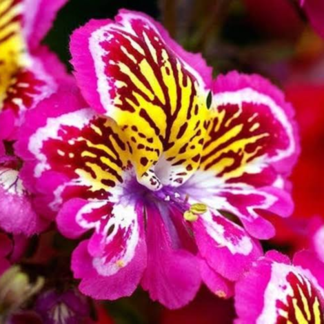 Butterfly Flower Seeds
