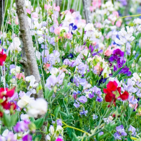 lathyrus-mammoth-mixed_1