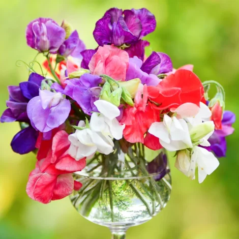 lathyrus mammoth mixed 3