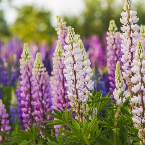 russell hybrid lupine mix 2