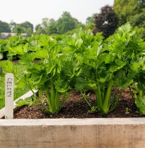 Celery seeds
