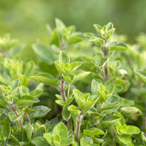 Origano Seed