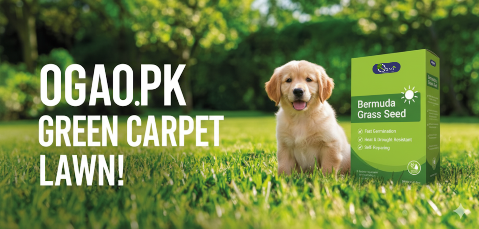 Bermuda Grass Seeds Ogao.pk